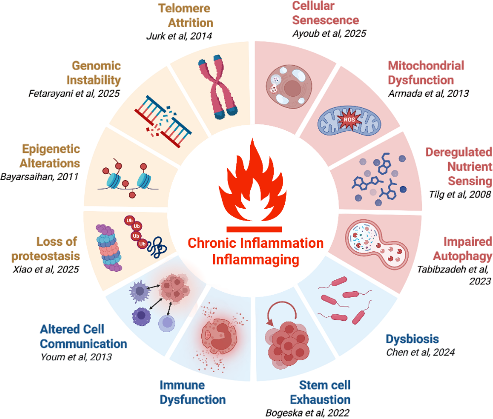 hallmarks-of-aging-removebg-preview